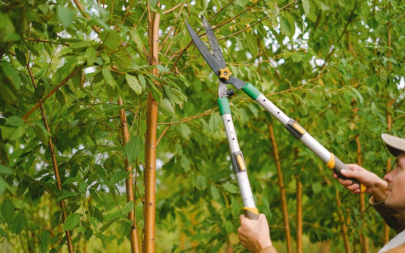 Tree trimming in Maunabo, PR